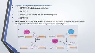 • Types of methyl transferase in mammals:
• 1. DNMT1- Maintainance methylase
• 2. DNMT 2
• 3. DNMT3a and DNMT3b-‘de novo’methylases
• 4. DNMT3L
 Methylation affecting restriction: Restriction enzymes will generally not cut molecules
where particular bases within their recognition site are methylated.
 