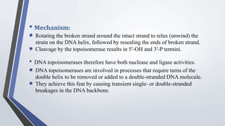 • Mechanism:
 Rotating the broken strand around the intact strand to relax (unwind) the
strain on the DNA helix, followed by resealing the ends of broken strand.
 Cleavage by the topoisomerase results in 5′-OH and 3′-P termini.
• DNA topoisomerases therefore have both nuclease and ligase activities.
 DNA topoisomerases are involved in processes that require turns of the
double helix to be removed or added to a double-stranded DNA molecule.
 They achieve this feat by causing transient single- or double-stranded
breakages in the DNA backbone.
 