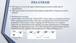 DNA GYRASE
 DNA gyrase is one of the types of topoisomerase enzymes called Type II
topoisomerase.
 DNA gyrase relieves the strain while double-stranded DNA is being unwound by
helicase.
• Mechanism of action:
• Gyrase binds to the DNA (the "Gyrase-DNA" state), there is a competition between
DNA wrapping and dissociation, and where increasing DNA tension increases the
probability of dissociation. Upon wrapping and ATP hydrolysis, two negative
supercoils are introduced into the template, providing opportunities for subsequent
wrapping and supercoiling events. Two ATP molecules are hydrolyzed per cycle of
reaction by gyrase, leading to the introduction of a linking difference of -2.
Positive supercoiled DNA
+
Gyrase
 
