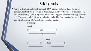 Sticky ends
• Some restriction endonucleases cut DNA strands not exactly at the same
position. Instead the cleavage is staggered, usually by two or four nucleotides, so
that the resulting DNA fragments have short single-stranded overhangs at each
end. These are called sticky or cohesive ends. The base pairing between them
can stick back the DNA molecule together again.
5’-overhang:
EcoR I
5’-----------------------gaattc---------------------------3’
3’-----------------------cttaag--------------------------5’
X EcoR1
5’-----------------------g3’ + 5’aattc---------------------------3’
3’-----------------------cttaa5’ 3’g---------------------------5’
 