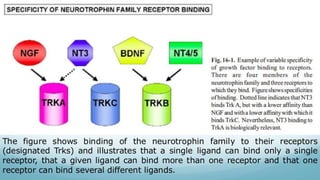 Recombinant growth factor detail explanation .pdf