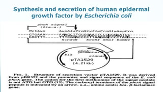 Recombinant growth factor detail explanation .pdf