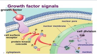 Recombinant growth factor detail explanation .pdf
