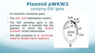 Plasmid pWKW2
containg EGF gene
 An ampicillin resistance gene
 The ytl2- incR stabilization system
 The EGF encoding gene in the
previous slide is inserted into the
plasmid in which the lacUV5
promoter drives transcription
 The EGF produced in N- terminally
fused to OmapA signal sequence
 
