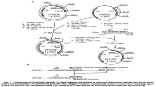 Synthesis and secretion of human epidermal
growth factor by Escherichia coli
 