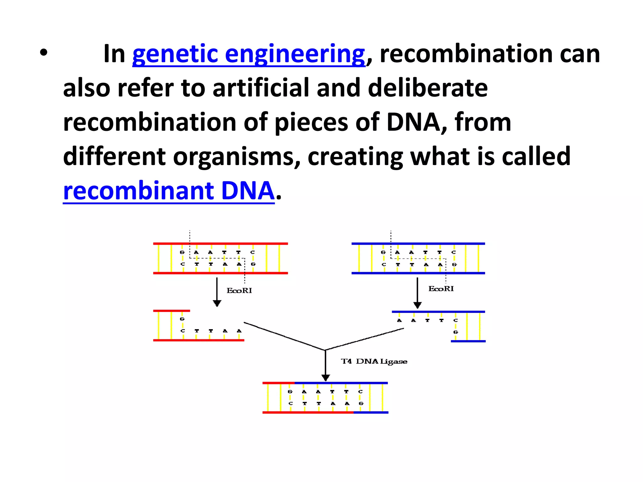 • In genetic engineering, recombination can
also refer to artificial and deliberate
recombination of pieces of DNA, from
different organisms, creating what is called
recombinant DNA.
 