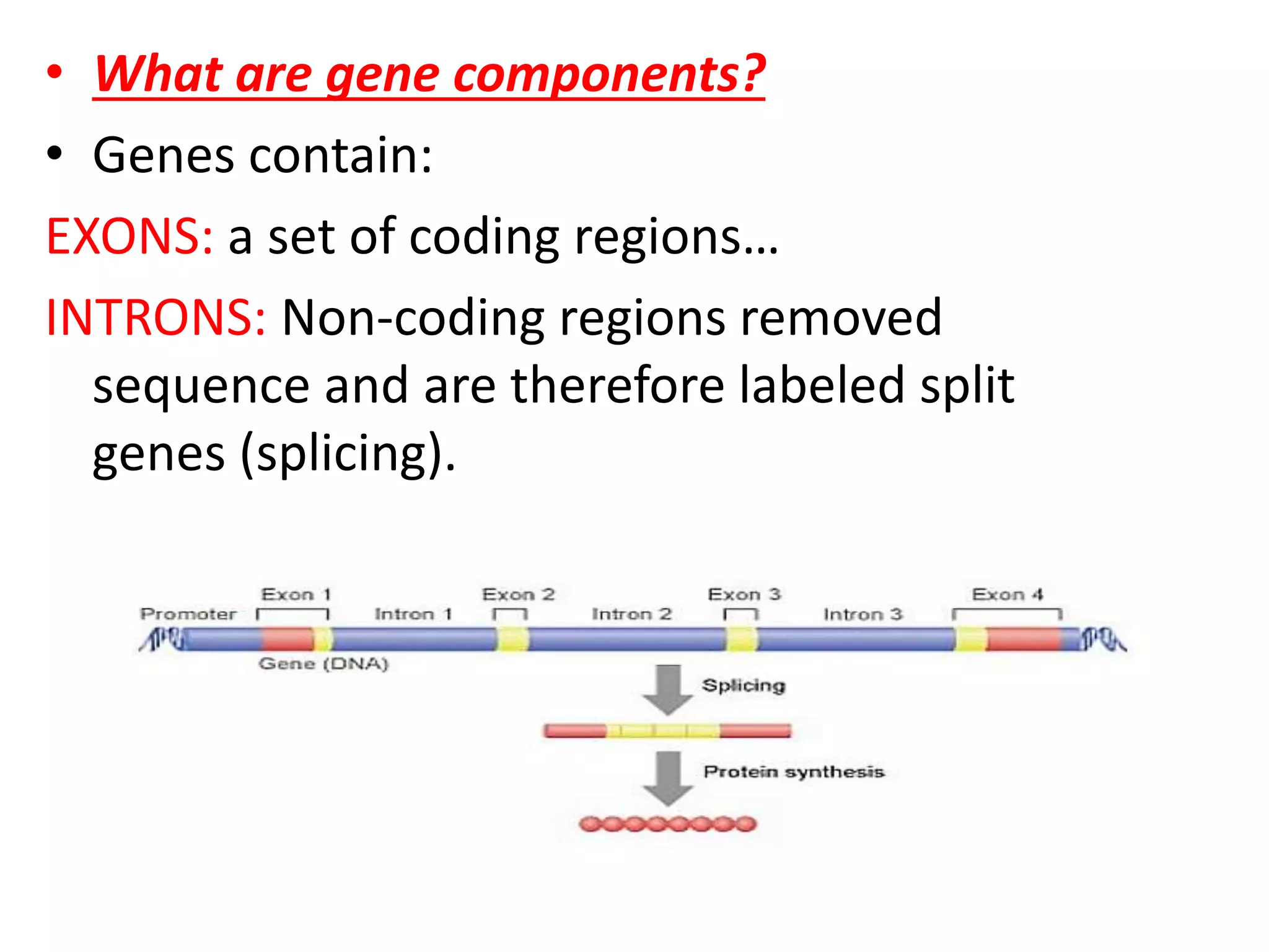 • What are gene components?
• Genes contain:
EXONS: a set of coding regions…
INTRONS: Non-coding regions removed
sequence and are therefore labeled split
genes (splicing).
 