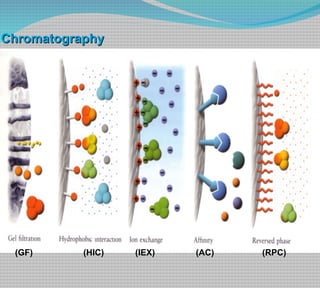 Chromatography (GF)  (HIC)  (IEX)  (AC)  (RPC) 