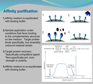 Affinity purification 1. Affinity medium is equlibrated with binding buffer. 2. Sample application under conditions that favor binding to the complementary structure on the medium.  Target protein binds specifically, but reversibly, unbound material eluted. 3. Target protein recovery:  *Specifically-competitive ligand *Non-specifically-pH, ionic  strength or polarity. 4. Affinity medium is re-equilibrated with binding buffer. 