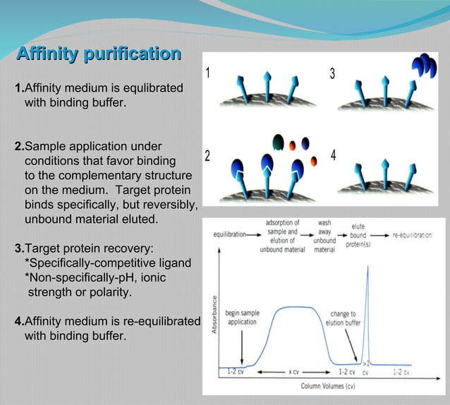 protein expression and purification Lecture PPT