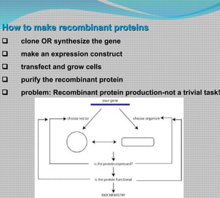 Recombinant protein expression and purification Lecture Slide 3