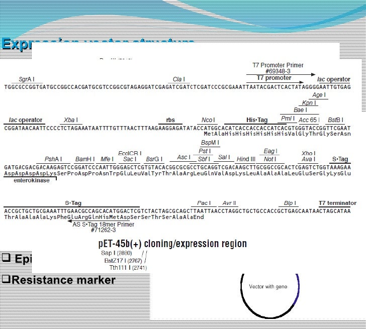 protein expression and purification Lecture