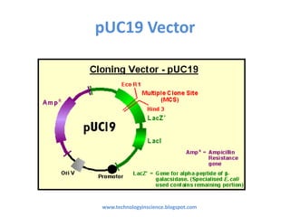 Recombinant protein expression in E.coli