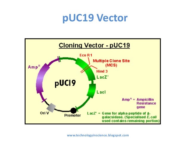 Точка клон. Puc19 плазмида. Вектор puc19. Карта плазмиды puc19. Puc19 плазмида вектор.