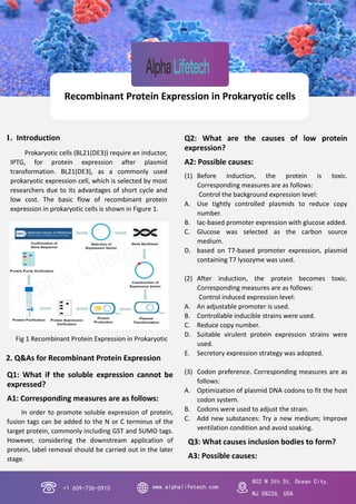 Recombinant Protein Expression in Prokaryotic cells
Fig 1 Recombinant Protein Expression in Prokaryotic
Cells
Q1: What if the soluble expression cannot be
expressed?
A1: Corresponding measures are as follows:
In order to promote soluble expression of protein,
fusion tags can be added to the N or C terminus of the
target protein, commonly including GST and SUMO tags.
However, considering the downstream application of
protein, label removal should be carried out in the later
stage.
Prokaryotic cells (BL21(DE3)) require an inductor,
IPTG, for protein expression after plasmid
transformation. BL21(DE3), as a commonly used
prokaryotic expression cell, which is selected by most
researchers due to its advantages of short cycle and
low cost. The basic flow of recombinant protein
expression in prokaryotic cells is shown in Figure 1.
1. Introduction
2. Q&As for Recombinant Protein Expression
Q2: What are the causes of low protein
expression?
A2: Possible causes:
(1) Before induction, the protein is toxic.
Corresponding measures are as follows:
Control the background expression level:
A. Use tightly controlled plasmids to reduce copy
number.
B. lac-based promoter expression with glucose added.
C. Glucose was selected as the carbon source
medium.
D. based on T7-based promoter expression, plasmid
containing T7 lysozyme was used.
(2) After induction, the protein becomes toxic.
Corresponding measures are as follows:
Control induced expression level:
A. An adjustable promoter is used.
B. Controllable inducible strains were used.
C. Reduce copy number.
D. Suitable virulent protein expression strains were
used.
E. Secretory expression strategy was adopted.
(3) Codon preference. Corresponding measures are as
follows:
A. Optimization of plasmid DNA codons to fit the host
codon system.
B. Codons were used to adjust the strain.
C. Add new substances: Try a new medium; Improve
ventilation condition and avoid soaking.
+1 609-736-0910 www.alphalifetech.com
802 N 3th St, Ocean City,
NJ 08226, USA
Q3: What causes inclusion bodies to form?
A3: Possible causes:
 
