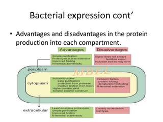 Bacterial expression cont’
• Advantages and disadvantages in the protein
  production into each compartment.
 