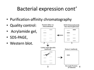 Bacterial expression cont’
•   Purification-affinity chromatography
•   Quality control:
•   Acrylamide gel,
•   SDS-PAGE,
•   Western blot.         2             1




                          3                 4
 