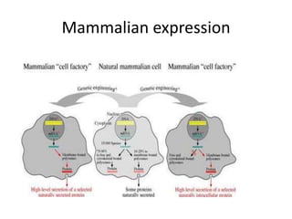 Mammalian expression
 