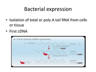 Bacterial expression
• Isolation of total or poly A tail RNA from cells
  or tissue
• First cDNA
 