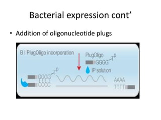 Bacterial expression cont’
• Addition of oligonucleotide plugs
 