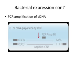 Bacterial expression cont’
• PCR amplification of cDNA
 