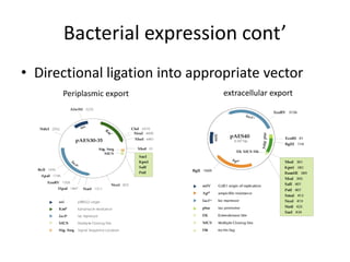 Bacterial expression cont’
• Directional ligation into appropriate vector
      Periplasmic export         extracellular export
 