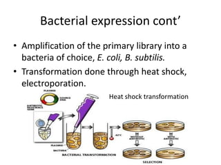 Bacterial expression cont’
• Amplification of the primary library into a
  bacteria of choice, E. coli, B. subtilis.
• Transformation done through heat shock,
  electroporation.
                        Heat shock transformation
 