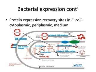 Bacterial expression cont’
• Protein expression recovery sites in E. coli-
  cytoplasmic, periplasmic, medium
 