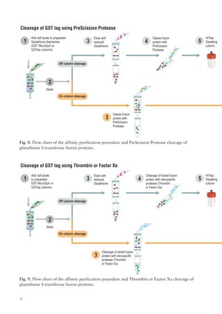 Gstrap Column recombinant_protein_handbook | PDF