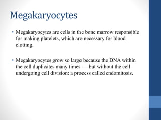 Megakaryocytes
• Megakaryocytes are cells in the bone marrow responsible
for making platelets, which are necessary for blood
clotting.
• Megakaryocytes grow so large because the DNA within
the cell duplicates many times — but without the cell
undergoing cell division: a process called endomitosis.
 