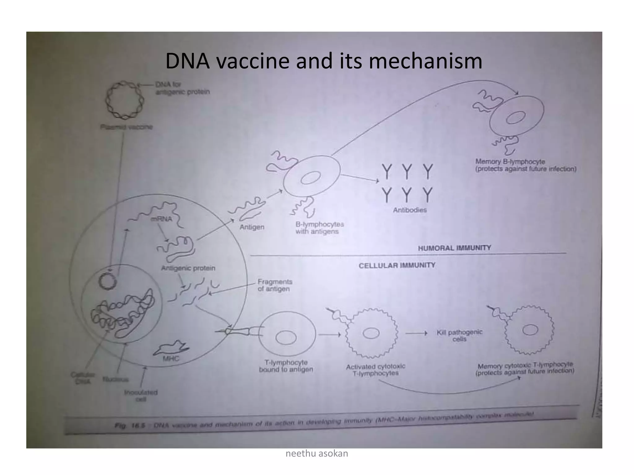 DNA vaccine and its mechanism
neethu asokan
 
