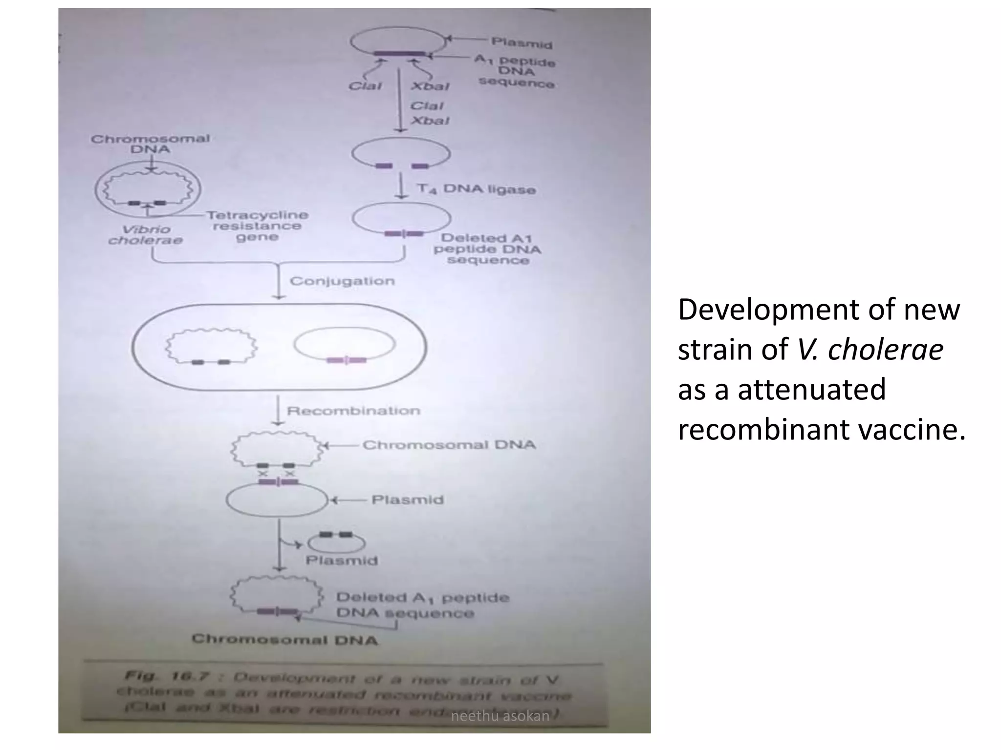 Development of new
strain of V. cholerae
as a attenuated
recombinant vaccine.
neethu asokan
 