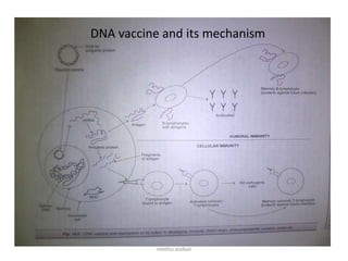 DNA vaccine and its mechanism
neethu asokan
 