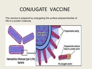 CONJUGATE VACCINE
The vaccine is prepared by conjugating the surface polysaccharides of
Hib to a protein molecule.
 
