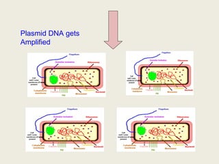 Plasmid DNA gets
Amplified
 
