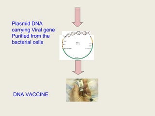 Plasmid DNA
carrying Viral gene
Purified from the
bacterial cells
DNA VACCINE
 