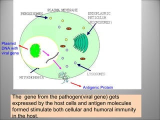 The gene from the pathogen(viral gene) gets
expressed by the host cells and antigen molecules
formed stimulate both cellular and humoral immunity
in the host.
Plasmid
DNA with
viral gene
Antigenic Protein
 