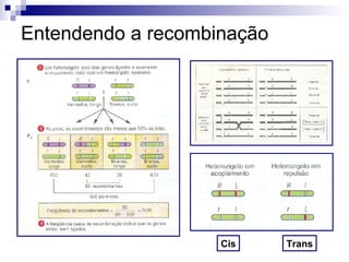 Entendendo a recombinação Cis Trans 
