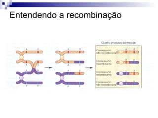 Entendendo a recombinação 