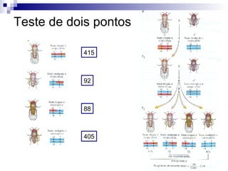Teste de dois pontos 415 92 88 405 