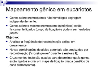 Mapeamento gênico em eucariotos Genes sobre cromossomos não homólogos segregam independentemente. Genes sobre o mesmo cromossomo (sintênicos) estão fisicamente ligados (grupo de ligação) e podem ser herdados juntos. Objetivo: Analisar a freqüência de recombinação alélica em cruzamentos; Novas combinações de alelos parentais são produzidos por recombinação (“crossing-over” durante a  meiose I ); Cruzamentos-teste são usados para determinar quais genes estão ligados e criar um mapa de ligação (mapa genético de cada cromossomo). 