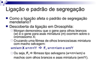 Ligação e padrão de segregação Como a ligação afeta o padrão de segregação mendeliano? Descoberta da ligação em Drosophila: Morgan demonstrou que o gene para olhos brancos ( w ) e o gene para asas miniatura ( m ) ocorrem sobre o cromossomo X; Cruzando uma fêmea de olhos brancos/asas miniatura com macho selvagem: wm / wm   X   w+m+ /Y     F 1   w+m+ / wm  e  wm /Y Ou seja,  F 1    fêmeas tipo selvagens ( w+m+ / wm)  e machos com olhos brancos e asas miniatura ( wm /Y). 
