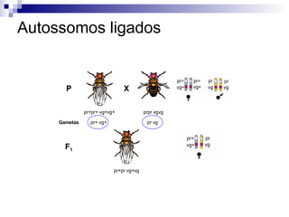 Autossomos ligados P pr+pr+ vg+vg+ prpr vgvg Gametas pr+ vg+ pr vg F 1 pr+pr vg+vg X 
