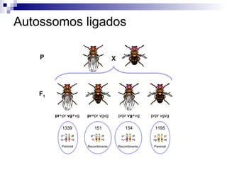Autossomos ligados X P pr +pr  vg +vg pr +pr vgvg prpr  vg +vg prpr vgvg F 1 1339 Parental 151 Recombinante 154 Recombinante 1195 Parental 