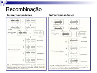 Recombinação Intercromossômica Intracromossômica 