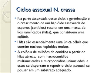 Ciclos assexual N. crassa
   Na parte assexuada deste ciclo, a germinação e
    o crescimento de um haplóide assexuada de
    esporos (conídios) resulta em uma massa de
    fios ramificados (hifas), que constituem uma
    colônia.
   Hifas são essencialmente uma única célula que
    contém núcleos haplóides muitos.
   A colônia de milhões de conídios a partir de
    hifas aéreas, com macroconídios
    multinucleadas e microconídios uninucledos, e
    estes se dispersam e repetir o ciclo assexual se
    pousar em um substrato adequado.
 
