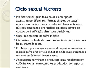 Ciclo sexual N.crassa
   Na fase sexual, quando as colônias do tipo de
    acasalamento diferentes (formas simples de sexos)
    entram em contato, suas paredes celulares se fundem
    núcleos, resultando em núcleos diplóides dentro de
    corpos de frutificação chamados peritécios.
   Cada núcleo diplóide sofre meiose.
   Os quatro haplóide de uma meiose ficam juntos em uma
    bolsa chamada ascas.
   Em Neurospora crassa cada um dos quatro produtos da
    meiose sofre uma divisão mitótica ainda mais, resultando
    em oito ascósporos de cada asco.
   Ascósporos germinam e produzem hifas resultando em
    colônias exatamente como os produzidos por esporos
    assexuais.
 