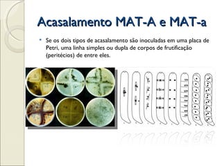 Acasalamento MAT-A e MAT-a
   Se os dois tipos de acasalamento são inoculadas em uma placa de
    Petri, uma linha simples ou dupla de corpos de frutificação
    (peritécios) de entre eles.
 