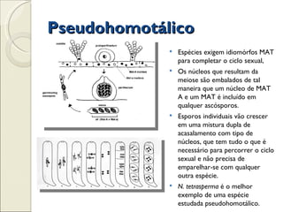Pseudohomotálico
                Espécies exigem idiomórfos MAT
                 para completar o ciclo sexual,
                Os núcleos que resultam da
                 meiose são embalados de tal
                 maneira que um núcleo de MAT
                 A e um MAT é incluído em
                 qualquer ascósporos.
                Esporos individuais vão crescer
                 em uma mistura dupla de
                 acasalamento com tipo de
                 núcleos, que tem tudo o que é
                 necessário para percorrer o ciclo
                 sexual e não precisa de
                 emparelhar-se com qualquer
                 outra espécie.
                N. tetrasperma é o melhor
                 exemplo de uma espécie
                 estudada pseudohomotálico.
 