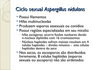 Ciclo sexual Aspergillus nidulans
   Possui filamentos
   Hifas multinucleadas
   Produzem esporos assexuais ou conídios
   Possui regiões especializadas em seu micelio
    ◦ hifas ascógenas: ocorre fusões nucleares dando
      n-núcleos diplóides com 16 cromossomos
    ◦ Núcleos haploides sofrem meiose resultam em 4
      celulas haploides – divisão mitotica - oito células
      haplóides dentro do asco
   Nos ascos, os ascosporos são distribuídos
    livremente, 8 celulas haplóides (esporos
    sexuais ou ascoporo) não são ordenados
 